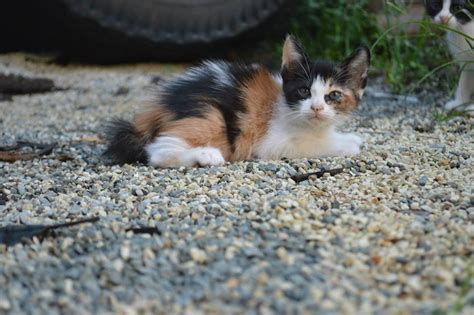 Mengenali Kucing Domestik ( Kucing Kampung ) ~ RUMAH KUCING