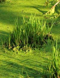 How to Control Pond Algae - Safe Gardening