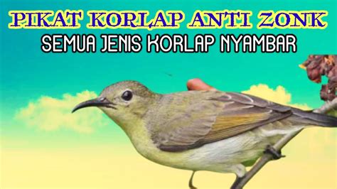 Suara Pikat Kolibri Kelapa Betina Memanggil Jantan Paling Ampuh Youtube