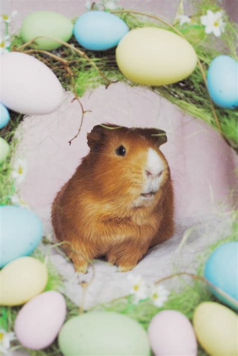 Easter Bunnies Are So Last Year Rguineapigs