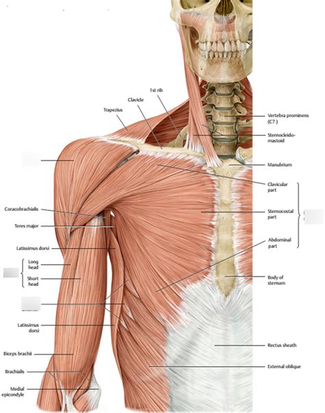 Muscles Of The Upper Torso Diagram Quizlet