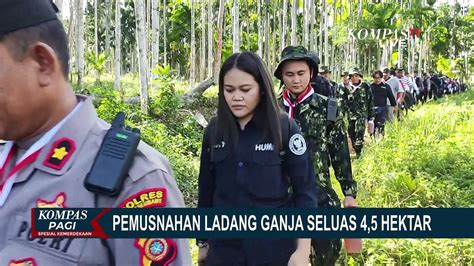 BNN Polri Dan TNI Musnahkan Ladang Ganja Seluas 4 5 Hektar Di Aceh