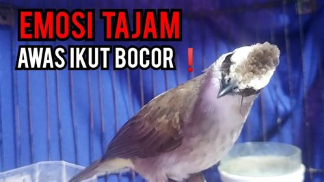 Trucukan Gacor Dor Suara Keras Emosi Tajam Pancingan Trucukan