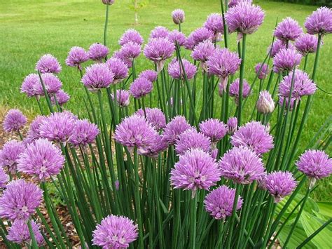 How To Grow Chives The Garden Of Eaden