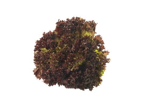 Lollo Rosso salat