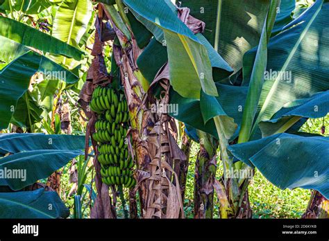 Haiti Banana Banque De Photographies Et Dimages Haute R Solution Alamy