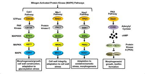 Signal Transduction Pathways Within Candida Albicans That Regulate