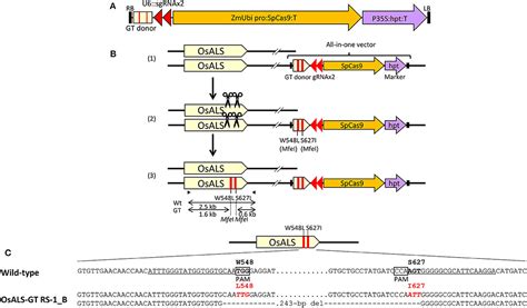 Frontiers A Universal System Of CRISPR Cas9 Mediated Gene Targeting