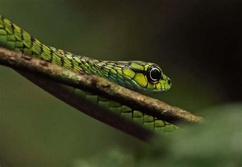 These Unique Snakes Have Truly Hypnotic Eyes A Z Animals Slideshows