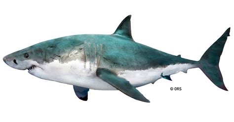 White Shark | Shark Science Requins