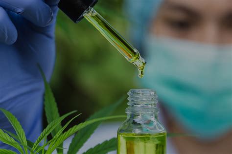 Blog Afya Educa O M Dica Cannabis Medicinal O Que Voc Precisa Saber