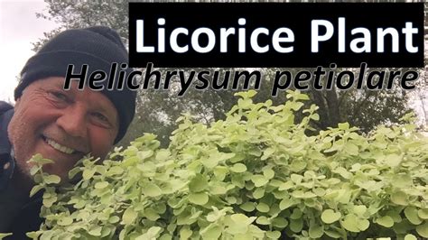 Licorice Plant Helichrysum Petiolare White Licorice Variety Youtube