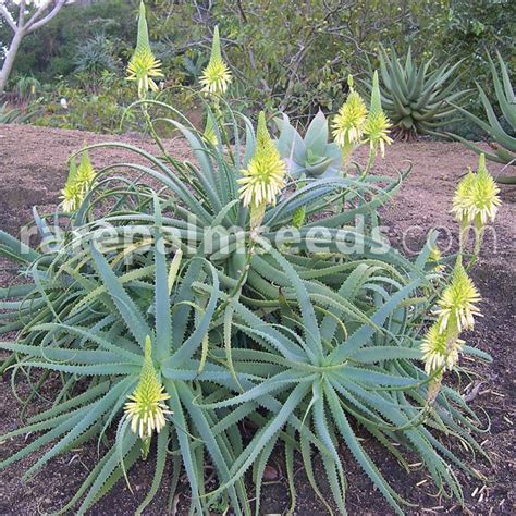 Aloe Arborescens Yellow Flower Yellow Krantz Aloe Buy Seeds At