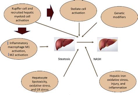 Figure 2 From Pathophysiology Of Nonalcoholic Fatty Liver Disease