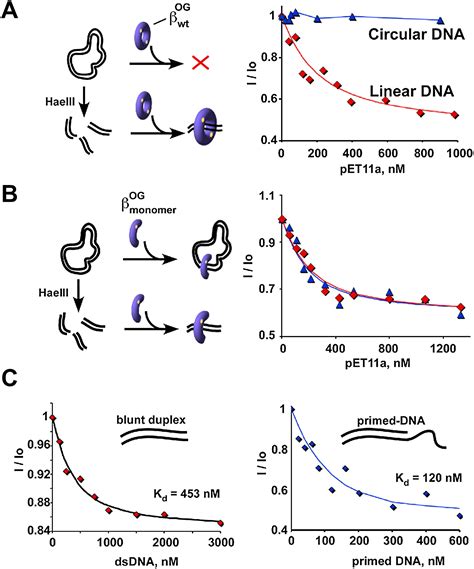 Structure Of A Sliding Clamp On Dna Cell