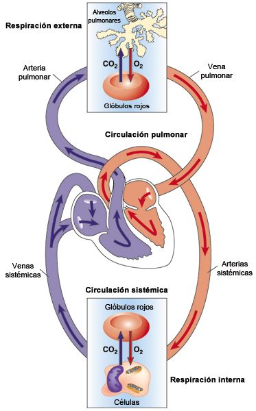 Fisiologia Humana 5 Sistema Cardiovascular