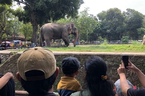 Libur Nataru Ini 5 Kegiatan Seru Yang Bisa Dilakukan Di Ragunan