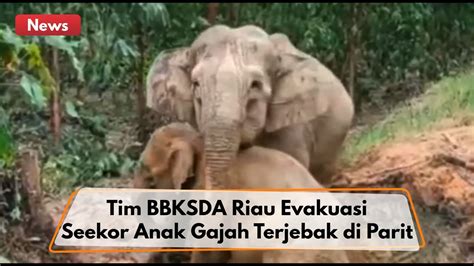 Tim Bbksda Riau Evakuasi Seekor Anak Gajah Terjebak Di Parit Video