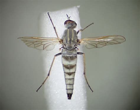 Acrosathe Annulata Pinned Female Kenfig Dunes Glamorgan Flickr