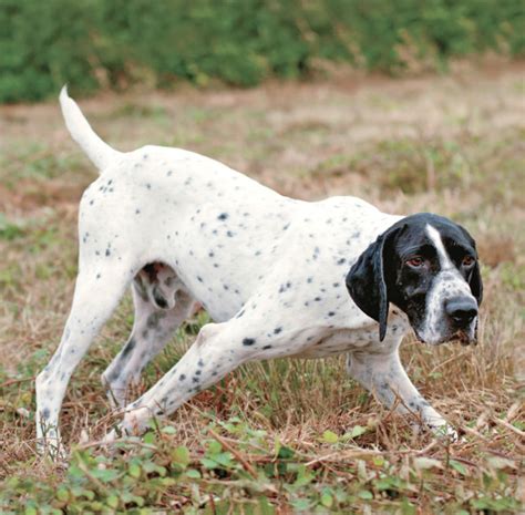 Französische Vorstehhunde Garde der Könige WILD UND HUND