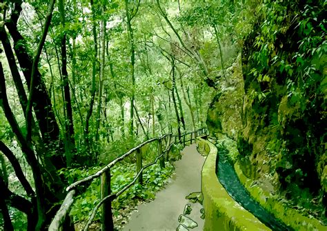 Archivo Bosque De Los Tilos La Palma Png CanariWiki