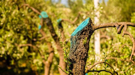 What S The Difference Between Tree Lopping And Tree Pruning