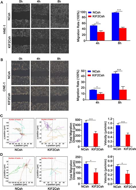 Kif C Silencing Reduces Cell Migration And Motility In Npc Cells Were