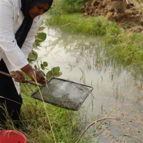 Nidal MOHAMMED | Lecturer and Researcher | University of Khartoum ...