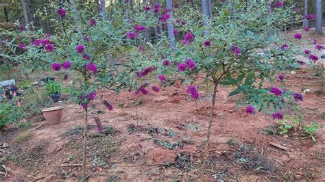 Tree Form Butterfly Bush Update And How To Propagate More Butterfly