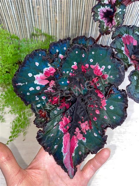 Begonia Harmony’s Christmas Curl — Swetik7Swetik
