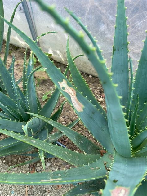 Vendita Pianta Di Aloe Arborescens E Aloe Vera