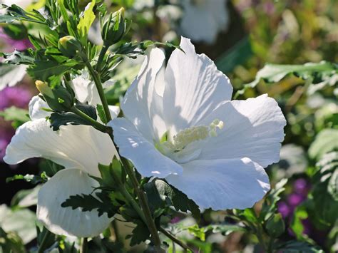 Garteneibisch Eleonore Hibiscus Syriacus Eleonore Baumschule