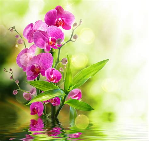 Orchids Hd Wallpaper