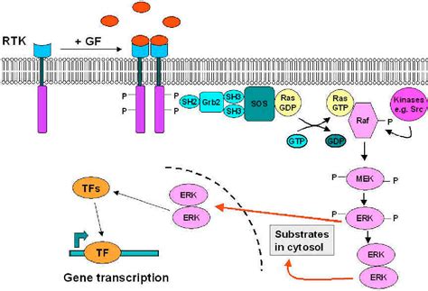 PDF The RAS RAF MEK ERK And PI3K AKT Signaling Pathways Present