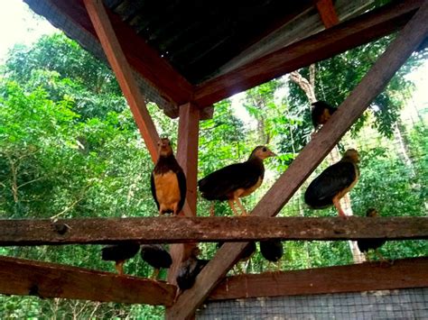 Mansur Yasong Penjaga Habitat Maleo Di Tanjung Matop