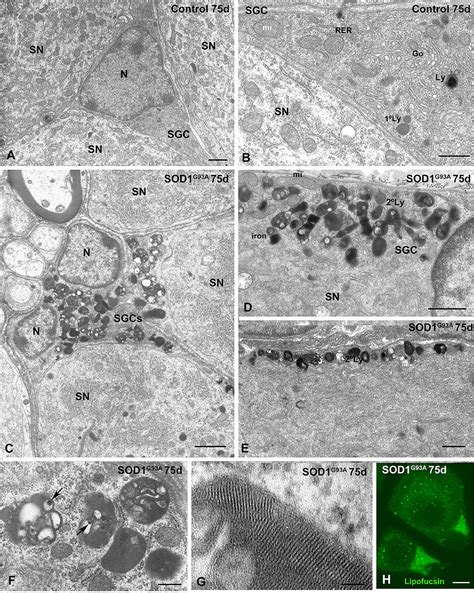 Frontiers Satellite Glial Cells Of The Dorsal Root Ganglion A New