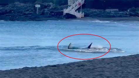 Chilling Moment Shark Stalks Shoreline Sending Tourists Fleeing After