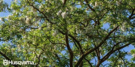 Conócelo todo de la Robinia pseudoacacia el árbol de gran resistencia