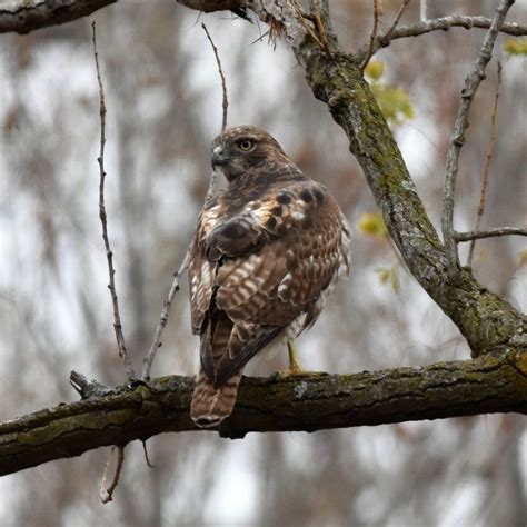 Red Tailed Hawk Friend Pictures Feathered Bald Eagle Birds Friends