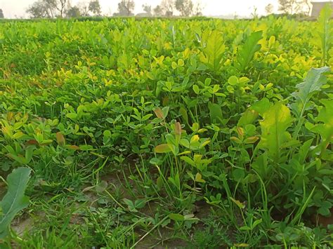 Close Up Of Alfalfa Plant 11477303 Stock Photo At Vecteezy