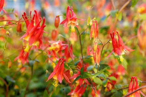 Eastern Red Columbine · Tennessee Aquarium