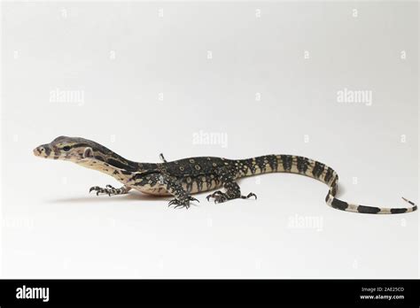 Varanus Salvator Commonly Known As Asian Water Monitor Isolated On A