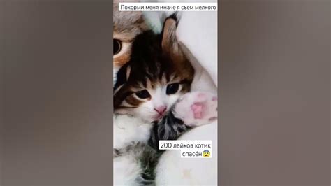 покорми быстрее этого кота пока он не съел котёнка😰😨 - YouTube