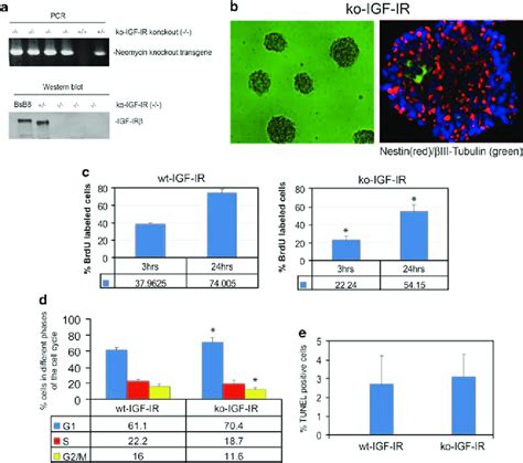 Characterization Of Neuronal Progenitors From Mouse Embryos With