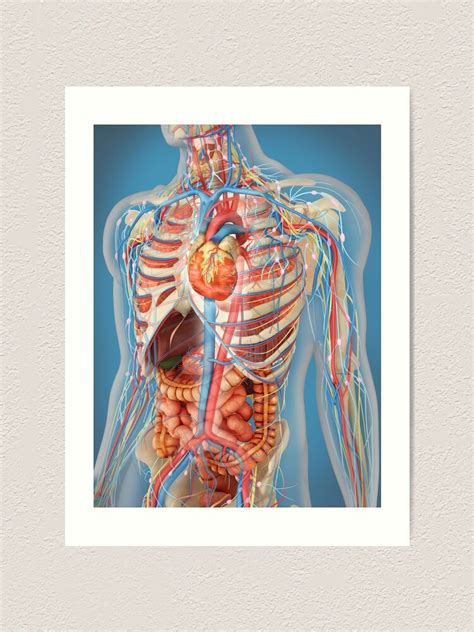 "Human body showing heart and main circulatory system position." Art Print by StocktrekImages ...