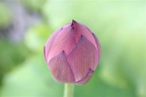 Free Picture Horticulture Nature Leaf Wild Garden Waterlily