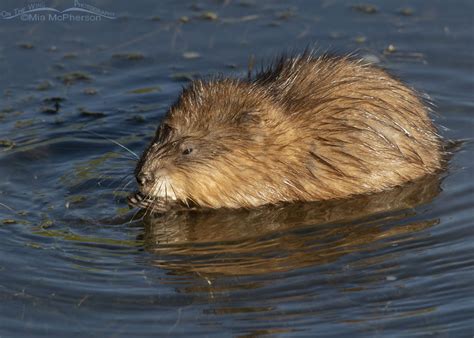 Muskrat Eating In An Alpine Creek On The Wing Photography