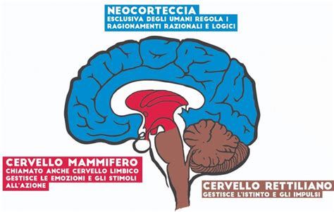 Come Funziona Il Cervello Guida Definitiva Per Cambiare La Tua Vita