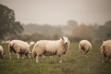 Group Of Welsh Mountain Sheep Grazing In A Field Stock Image Image Of