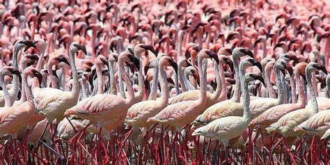 Desert Animals: 15 Iconic Animals To Spot On Safari ️